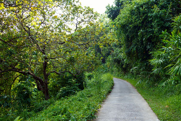 Fototapeta na wymiar a pathway on a mountain in Thailand