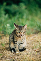 Naklejka na ściany i meble Cute Tabby Gray Cat Kitten Washes Its Muzzle