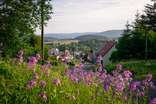 Beautiful wildflowers in Suhl, Thuringian Forest, Germany 