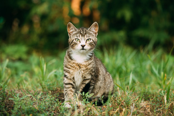 Small Cute Gray Cat Kitten In Grass 