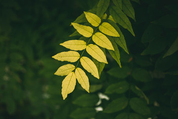 Green leaves texture and background. Close up view of green leaves on dark background. Nature concept. Layout made of green leaves. © nachomp82