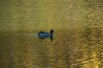 Duck on the lake