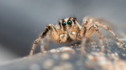 Araignée sauteuse - Plexippus paykulli