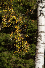 Birch in the forest in autumn