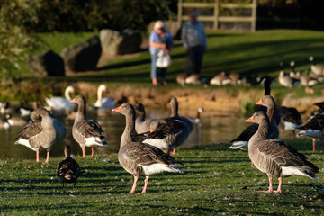 Geese being fed on large fresh water pond.