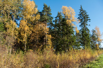 Autumn forest in Russia