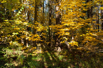 Autumn forest in Russia