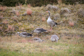 Geese on the North Sea island Wangerooge