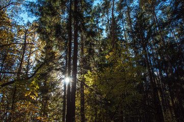 Autumn forest in Russia