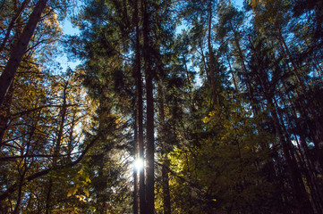 Autumn forest in Russia