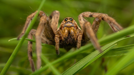 Araign&eacute;e loup - Hogna radiata femelle