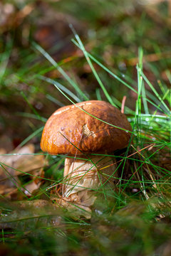 Champignon c&egrave;pe et son chapeau brun dans une for&ecirc;t un matin d'automne