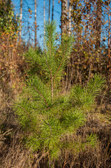 Young pine in the forest