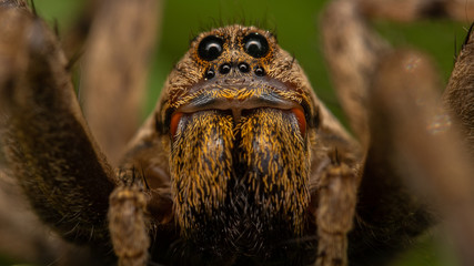 Araignée loup - Hogna radiata femelle