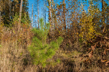 Obraz premium Young pine in the forest