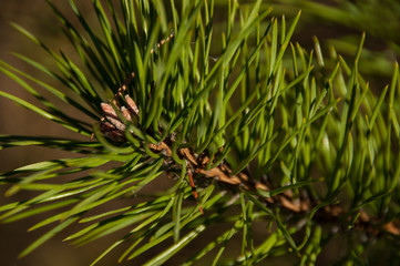 Pine branch in the forest