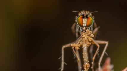 Diptère - Dolichopodidae