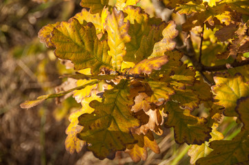Oak leaves in autumn
