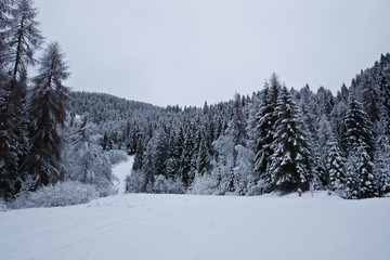 una bellissima foresta innevata nella notte nel cuore delle Dolomiti