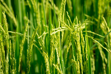 Rice plant field
