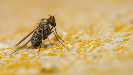 Diptère - Dolichopodidae