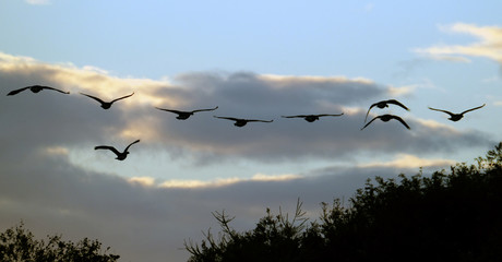 Wild geese on pond,  road and flying.