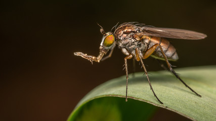 Fototapeta na wymiar Diptère - Dolichopodidae
