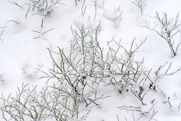 green bushes of undergrowth and grass after snowfall, closeup