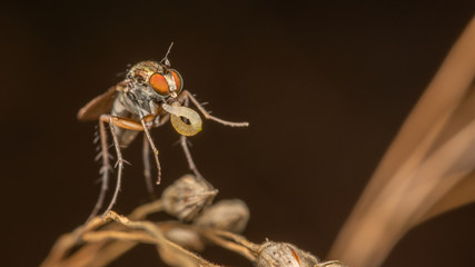 Dipt&egrave;re - Dolichopodidae
