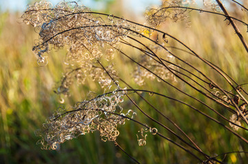 Dry flower of fireweed (Chamerion angustifolium)