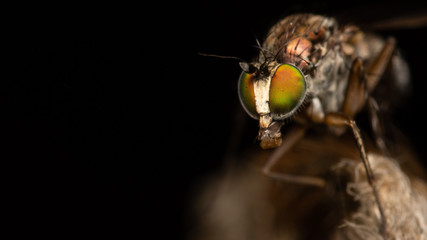 Dipt&egrave;re - Dolichopodidae