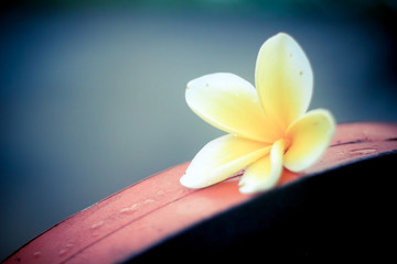 Yellow Frangipani  Flower