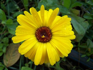 yellow flower in garden
