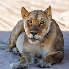 Obraz na płótnie Canvas Lioness resting in Kgalagadi Transfrontier Park in South Africa