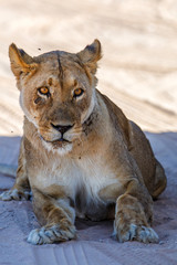 Lioness resting in Kgalagadi Transfrontier Park in South Africa