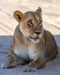 Lioness resting in Kgalagadi Transfrontier Park in South Africa