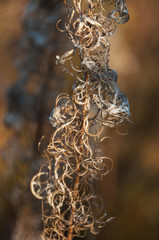 Dry flower of fireweed (Chamerion angustifolium)