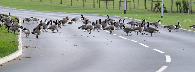 Wild geese on pond,  road and flying. - Powered by Adobe