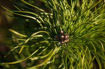 Fototapeta premium Pine branch in the forest