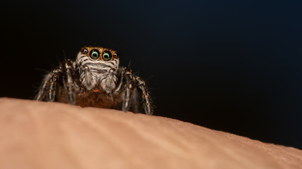 Araign&eacute;e sauteuse - Salticidae - Evarcha sp.