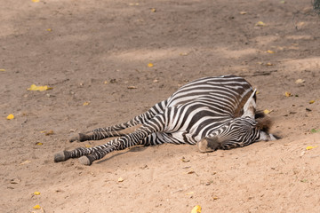 Obraz na płótnie Canvas Equus quagga - zebra lying outside.