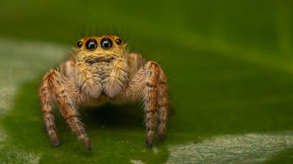 Araign&eacute;e sauteuse - Carrhotus xanthogramma femelle