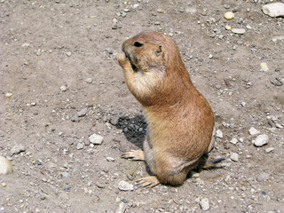 Prairie dog in the Budapest zoo