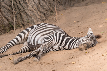 Fototapeta na wymiar Equus quagga - zebra lying outside.