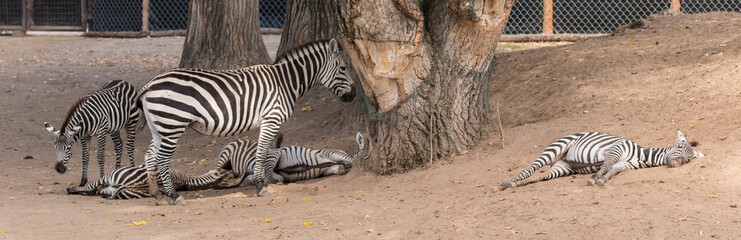 Fototapeta na wymiar Equus quagga - zebra outdoors in nature.