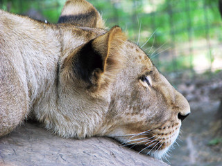 Lioness resting in the Budapest zoo