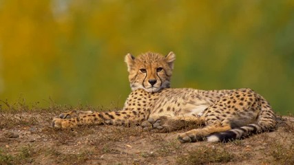 Cheetah vocalizing