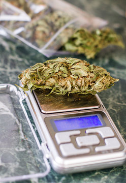 on the scales is a medical marijuana plant