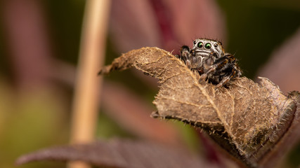Araign&eacute;e sauteuse - Evarcha arcuata m&acirc;le