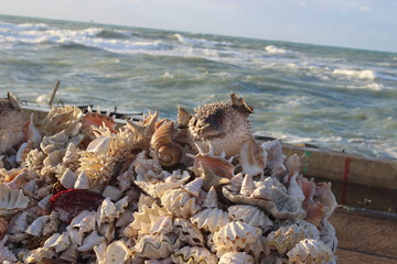 Sea Shell